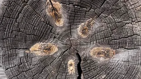 Old tree stump texture background Stock Photos