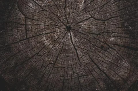 Old tree stump, texture background timber cut annual rings. Stock Photos