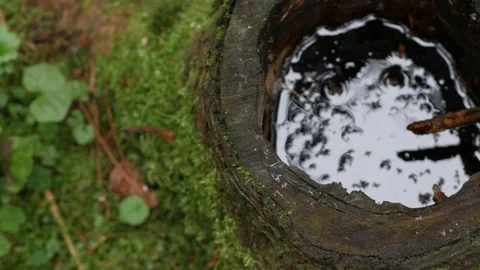 An old tree stump. There is water inside the stump. Видео 155243182