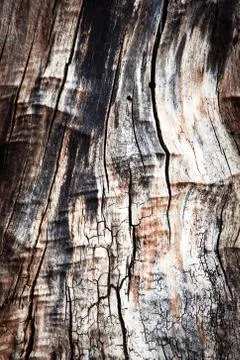 Old tree stump tree without bark Stock Photos