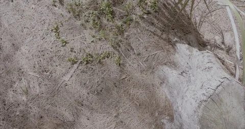 Old tree stump Truncated Stock Footage 92192371