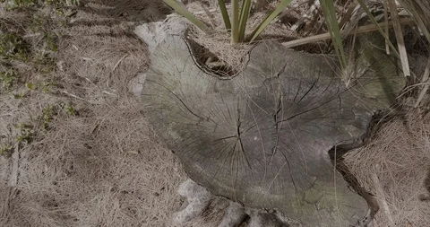 Old tree stump Truncated Stock Footage 92206097