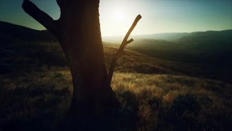 Old tree stump trunk on the hill at sunset Stock Illustration