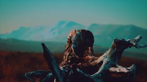 Old tree stump trunk on the hill at sunset Stock Illustration