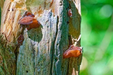 Old tree stump with vibrant orange red mushrooms growing on it Stock Photos