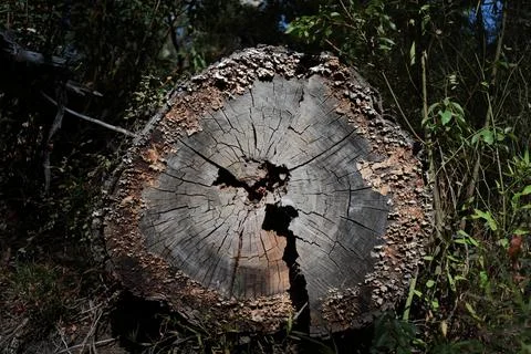 Old Tree Stump with Visible Growth Rings Showing Tree Age Stock Photos
