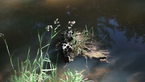 Old tree stump in the water by a lake Stock Footage 141884765
