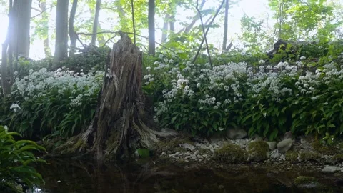 Old Tree Stump In Wild Garlic Forest Lummelunda Gotland Stock Footage 331082124