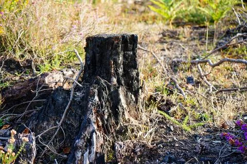 Old tree stump in woodland 写真素材