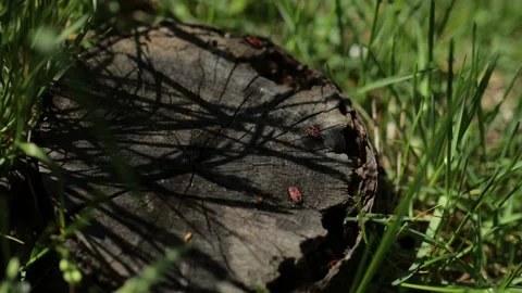 Old Tree Stump in the woods on blurred green grass background. close-up 스톡 동영상 133122390