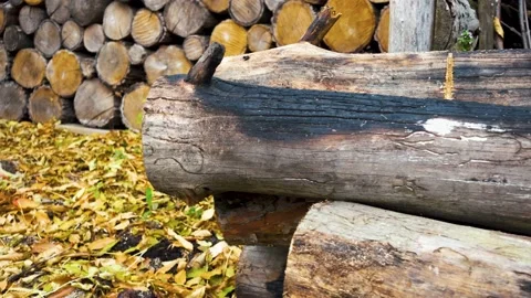 Old tree stumps are covered with toadstool mushrooms. Stock Footage 219532364