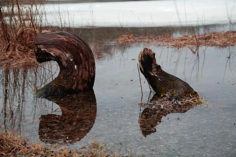 Old tree stumps in water with reflection Stock Photos