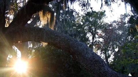 Old tree sun reveal1 库存影片 240343623