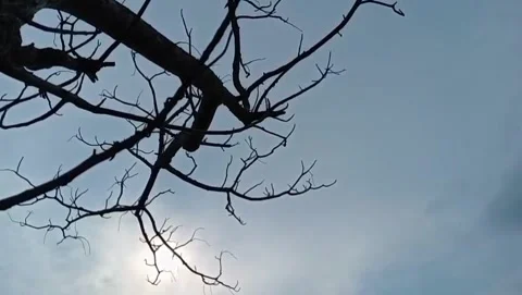 An old tree with the sun shining softly behind the silhouette of the trees. Stock Footage 327911909