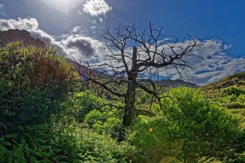 Old tree in the sunlight Stock Photos