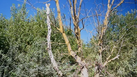 Old tree on a sunny day Stock Footage 116012143