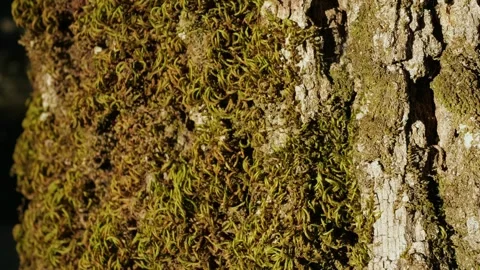Old tree on sunny day in the park close up macro. Human in the forest friendly Видео 252760253