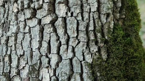 Old tree on sunny day in the park close up macro. Human in the forest friendly Видео 252760264
