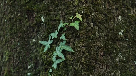 Old tree on sunny day in the park close up macro. Human in the forest friendly Stock Footage 263085124