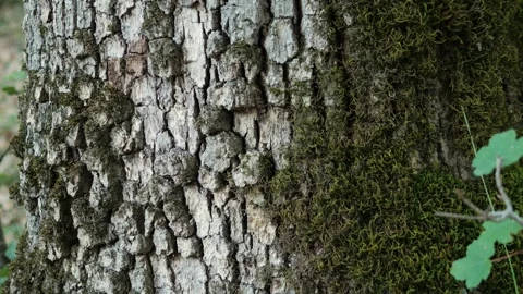 Old tree on sunny day in the park close up macro. Human in the forest friendly Stock Footage 264423468