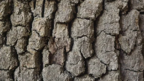 Old tree on sunny day in the park close up macro. Human in the forest friendly Stock Footage 283108832