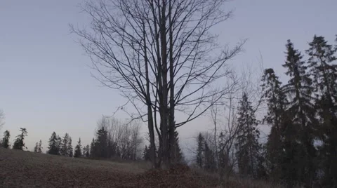 OLD TREE SUNSET, DOLLY Stock Footage 68859320