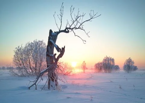 Old tree at sunset in a field in winter Stock Photos