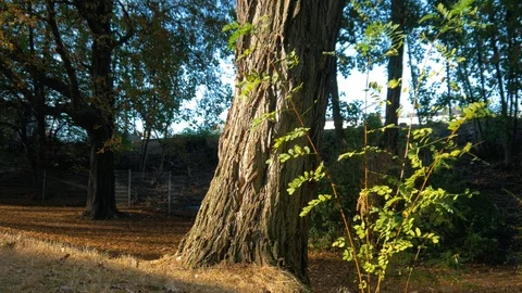 An Old Tree At Sunset Stock Footage 95292857