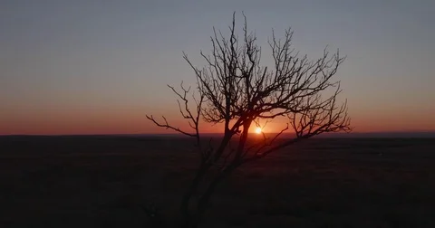 Old Tree Sunset in the High Desert Plains of Roy, NM Stock Footage 84171571