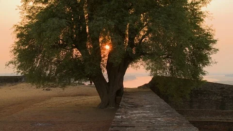 An old tree in the sunset light Stock Footage 112669183