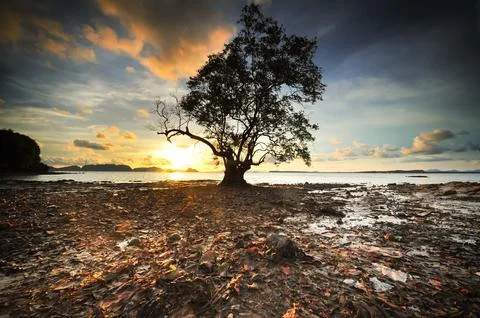 Old tree in sunset with sun Stock Photos