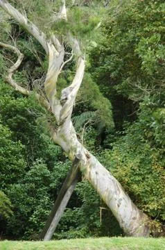 An old tree supported by two poles. Stock Photos