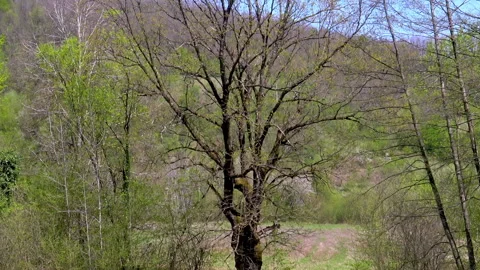 Old tree surrounded by greenery. Stock Footage 167566765