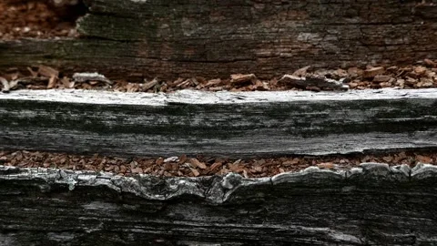 Old tree texture backgroun shoot on the forest Stock Footage 137737132