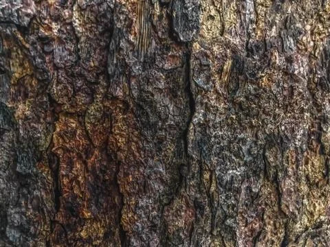 Old tree texture background Stock Photos