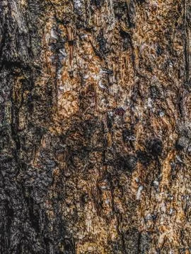 Old tree texture background Stock Photos