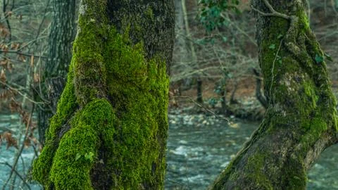Old tree texture close up photo Stock Photos