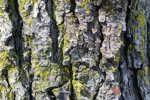 Old tree texture with moss and lichen background. tree surface. Foto stock