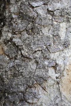 Old tree texture nature background Fotos de archivo