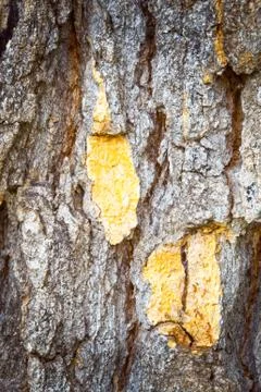 Old tree texture Stock Photos