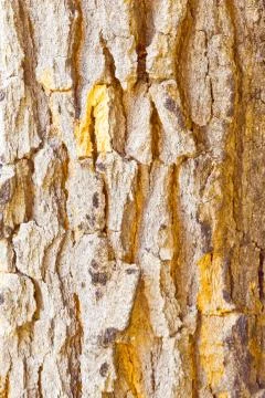 Old tree texture Stock Photos