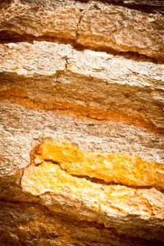 Old tree texture Stock Photos