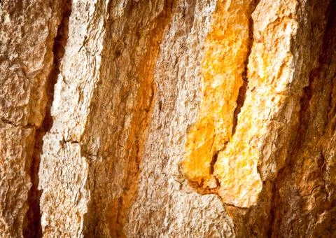 Old tree texture 库存照片