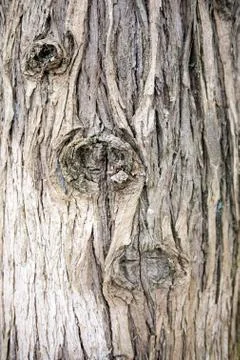 Old tree texture Stock Photos