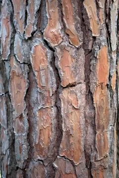 Old tree texture Stock Photos