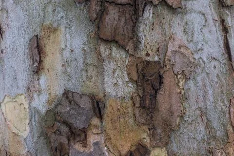 Old tree texture. Foto stock