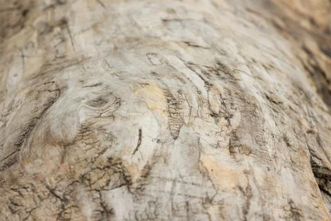 Old tree texture Stock Photos