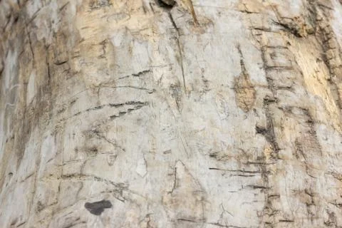 Old tree texture Stock Photos