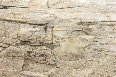 Old tree texture Stock Photos