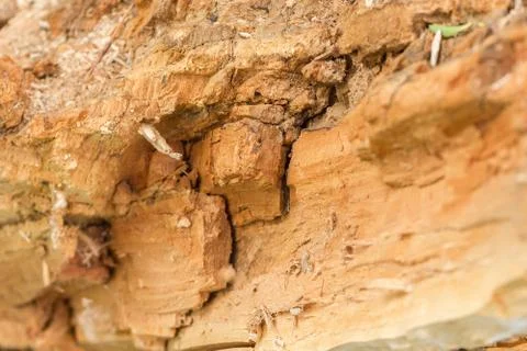 Old tree texture Stock Photos